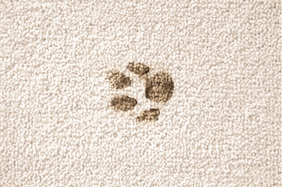 https://www.pawsitivelycleanpet.com/userfiles/image/CleaningTips/Muddy_Paw_Prints.jpg